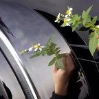 Hand holding delicate white wildflowers against a glossy black car exterior surface.
